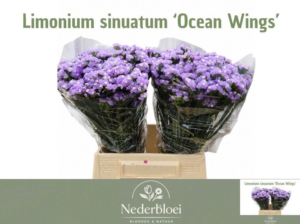 Limonium St Ocean Wings 50cm 25gram