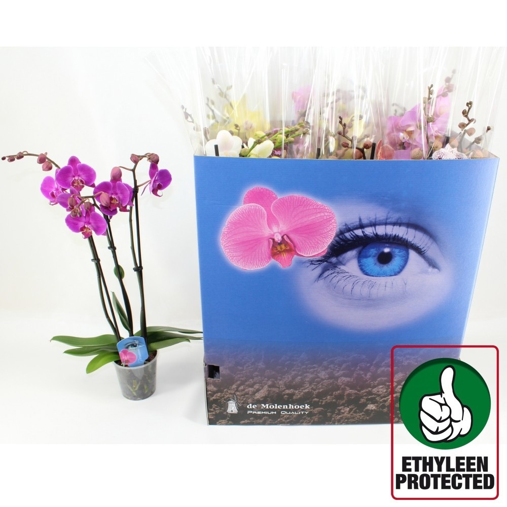 Phal Gem 6 Kl 12P 60H 3TAK 20bloem 12bloei