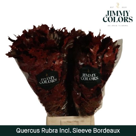 Quercus Rubra Sleeve L80 Bordeaux
