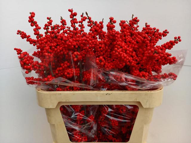 Ilex Bes Brit Buys 80cm