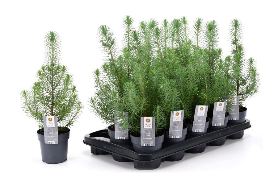Pinus Silver Crest 510P 40H