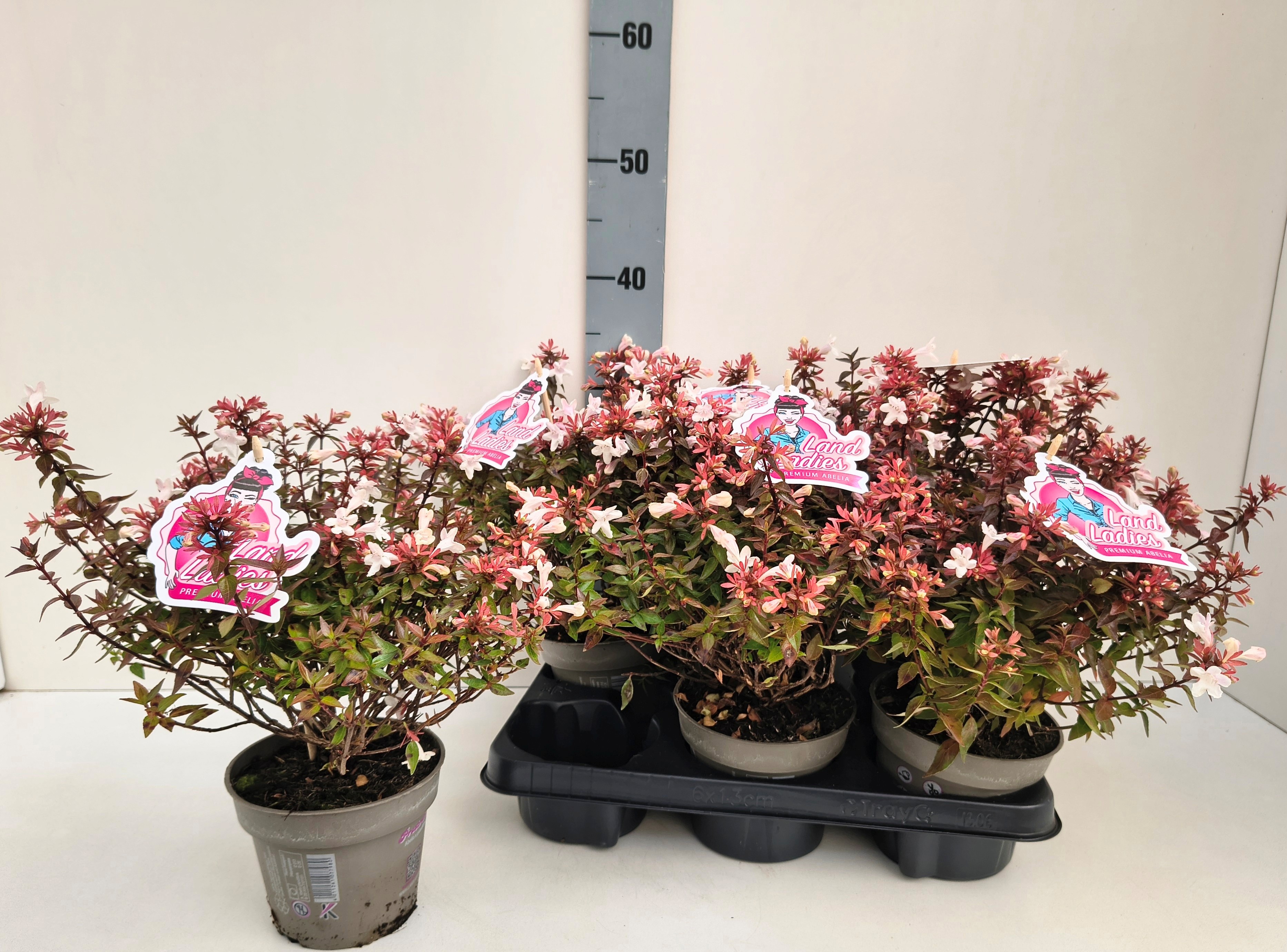 Abel Grandiflora 13P 35H