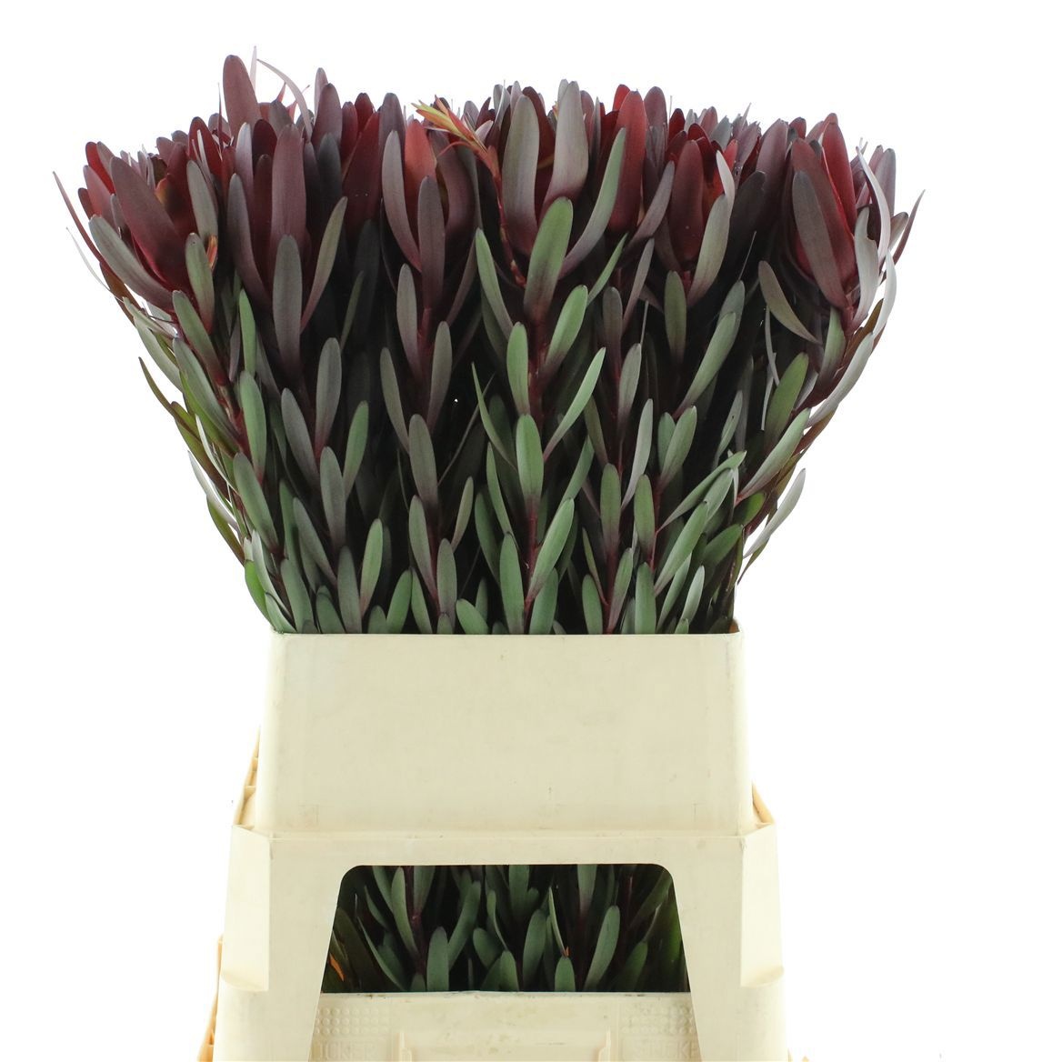Leucadendron Safari Sunset 90cm