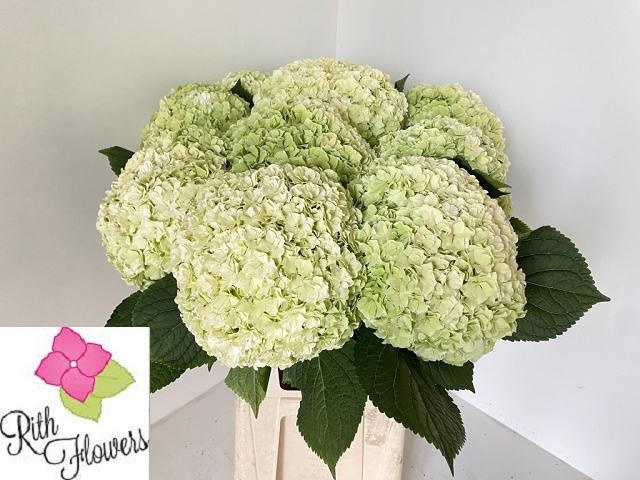 Hydrangea Roy Highne Classic 80cm 24Ø