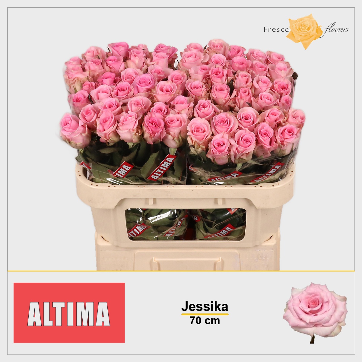Rosa Jessika 70cm