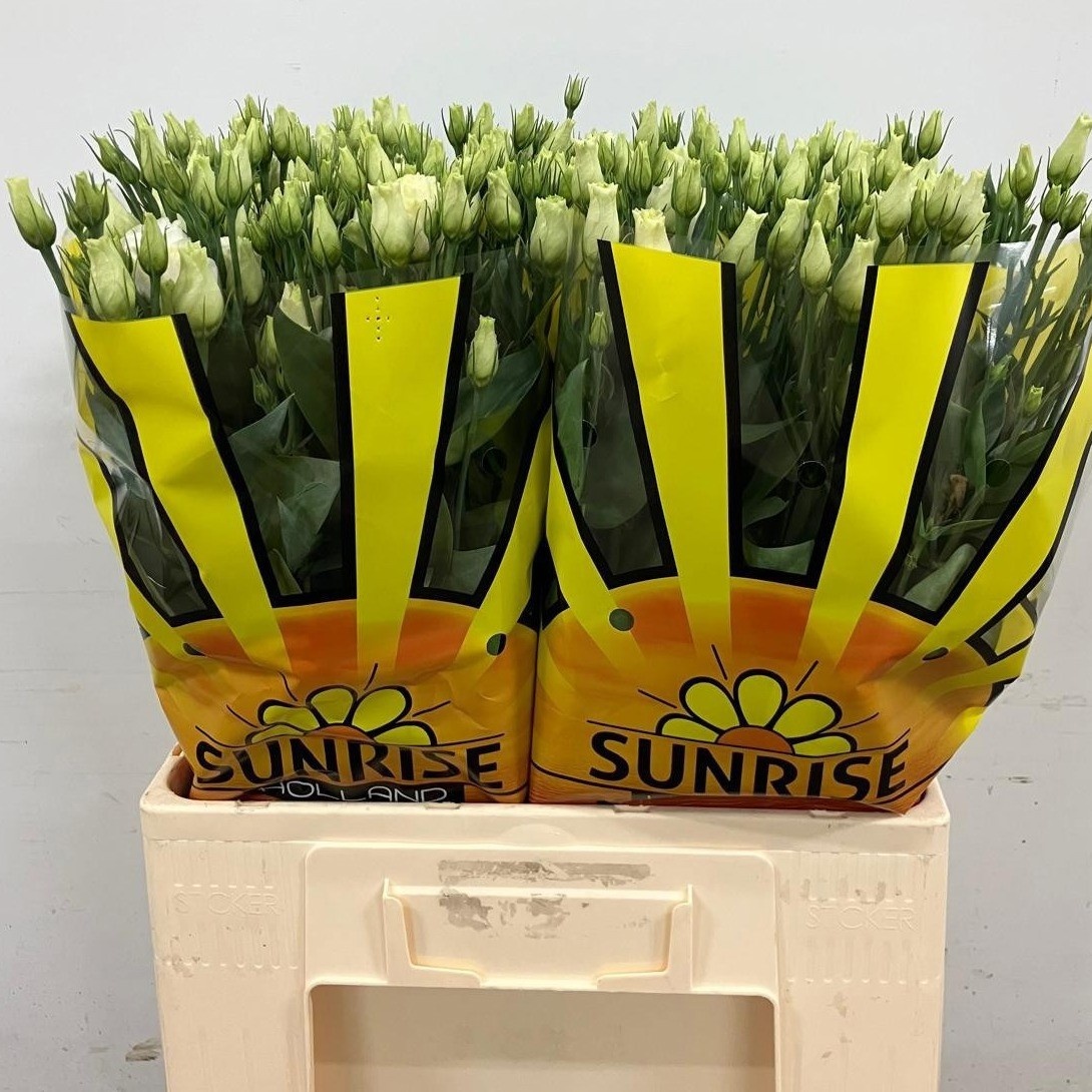 Lisianthus Double Rosita White 60cm