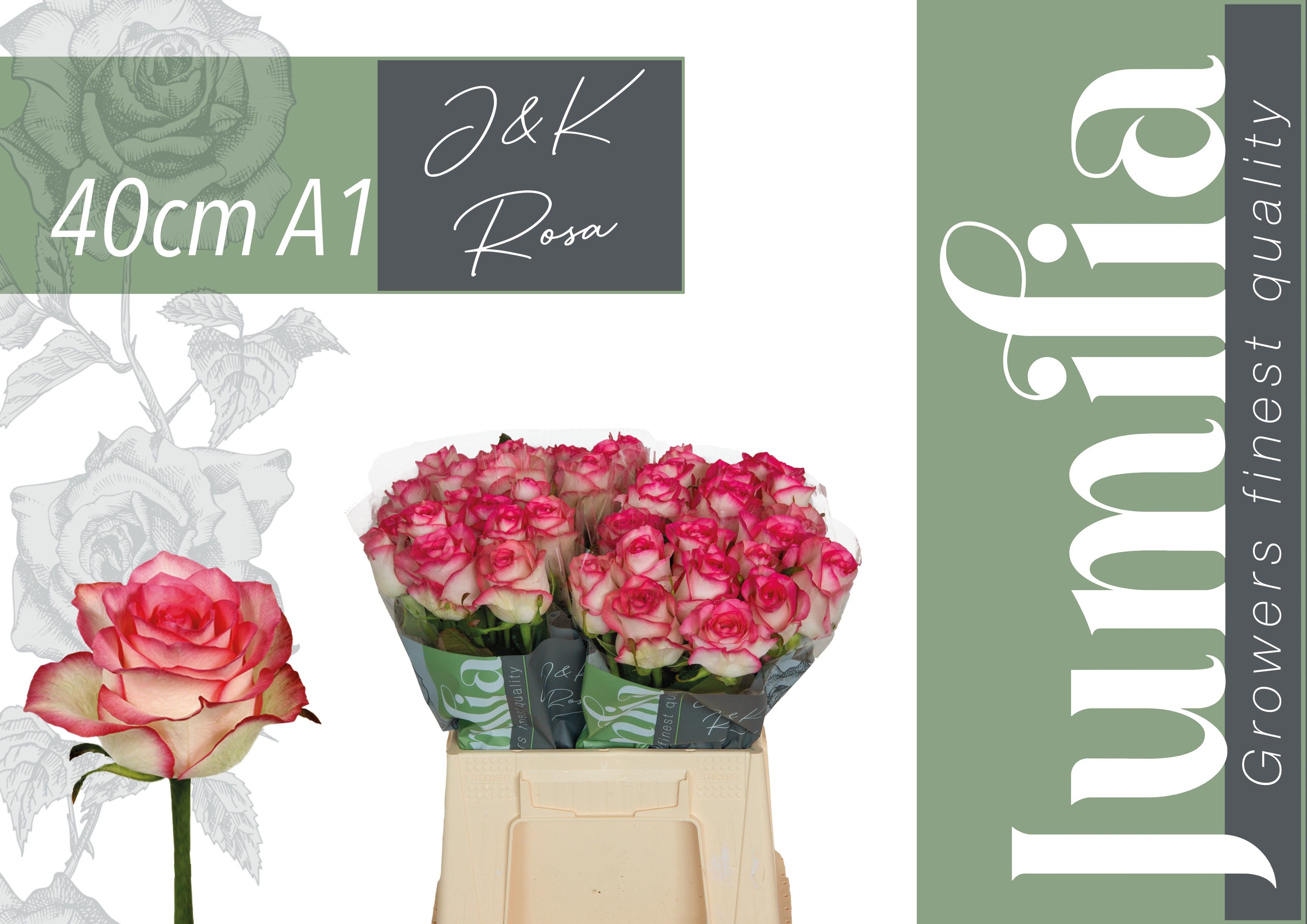 Rosa Jumilia 40cm