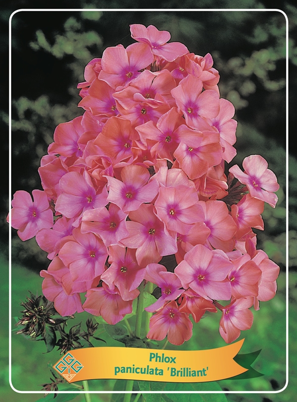 Picture of Phlox paniculata mix 6x10 srt. per shelve P11