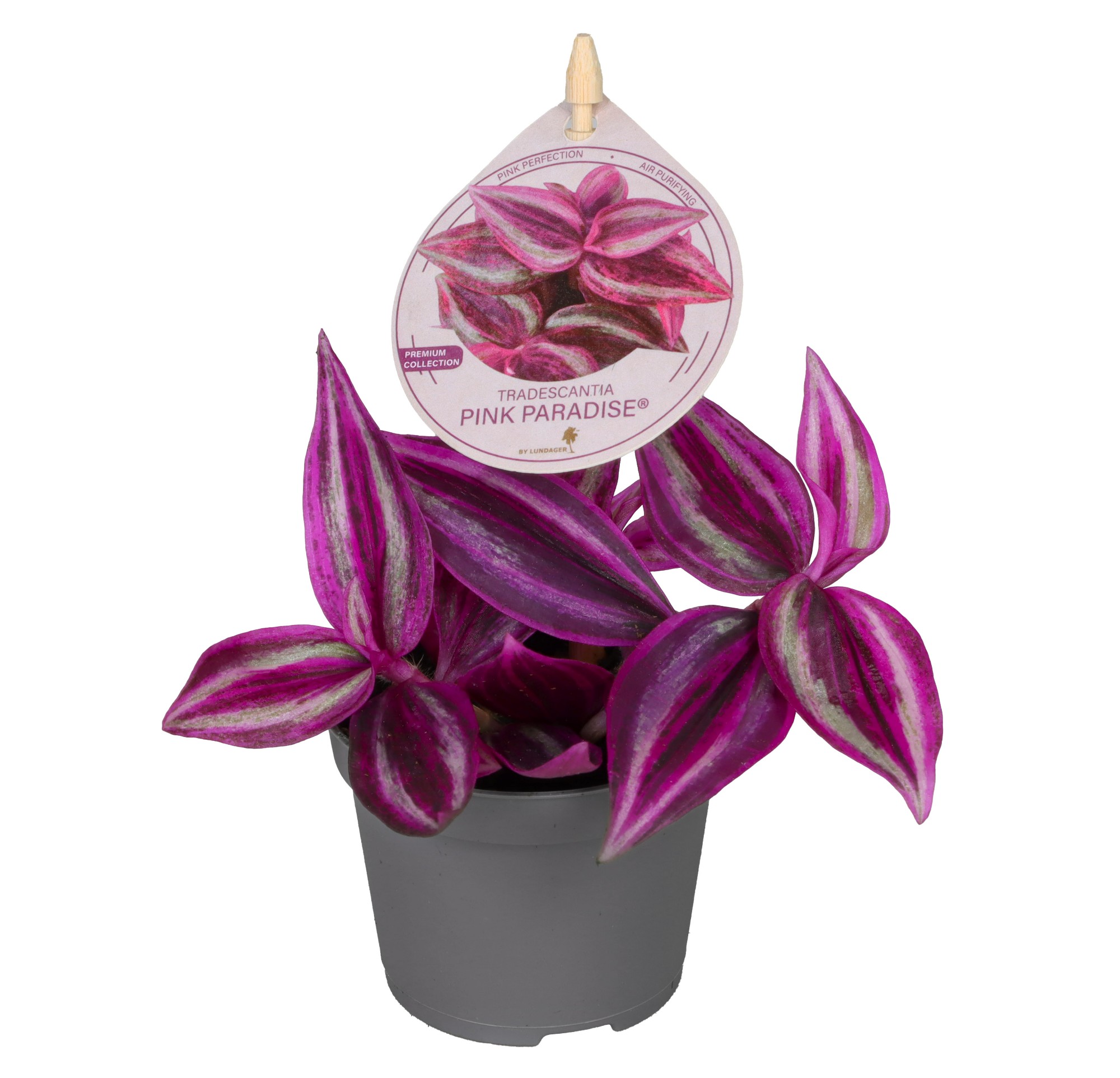 Picture of Tradescantia Pink Paradise P6 HTA BRONZE Winner! P6