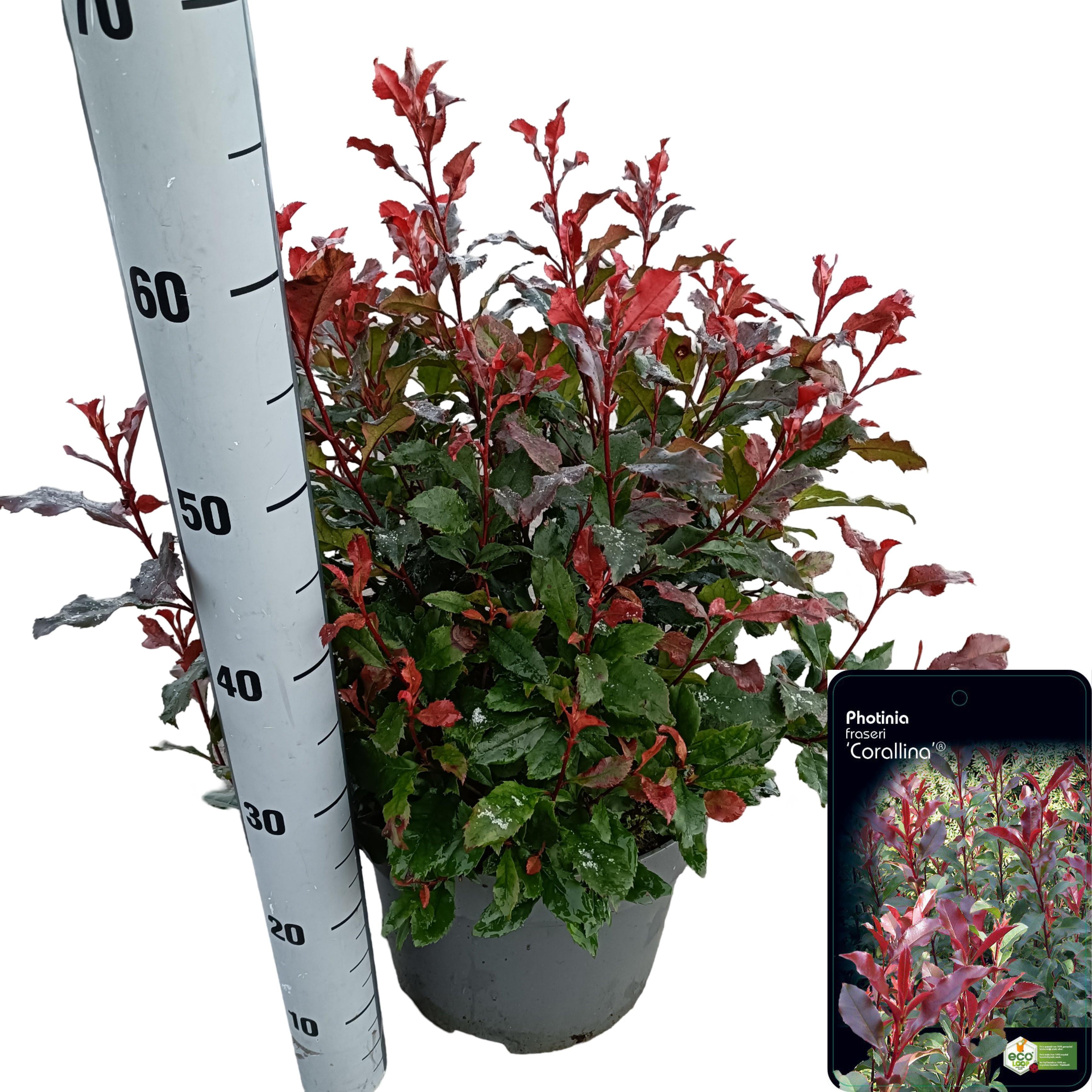 Picture of Photinia fraseri 'Corallina'® C10