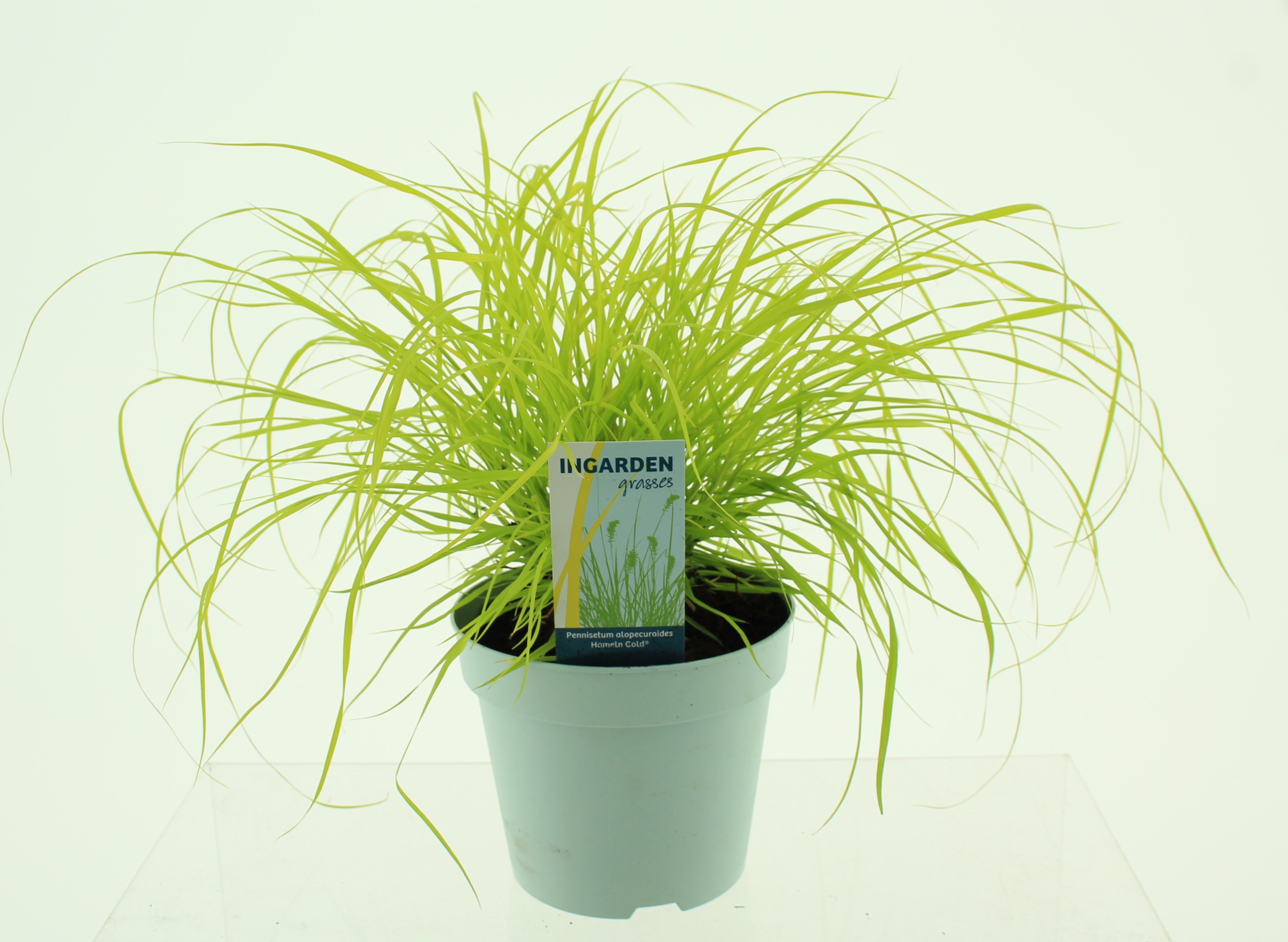 Picture of Pennisetum alopecuroides 'Hameln Gold'