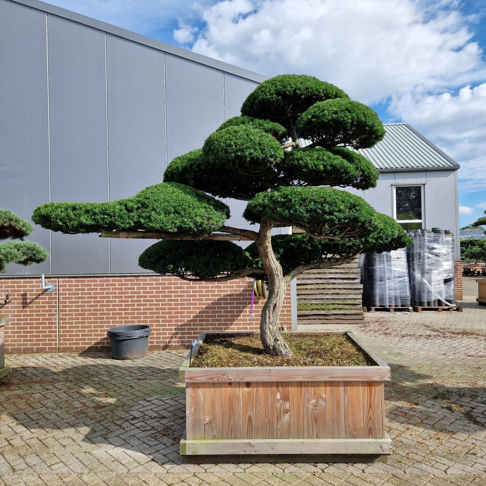 Picture of Taxus cuspidata 150-X-150 350CM