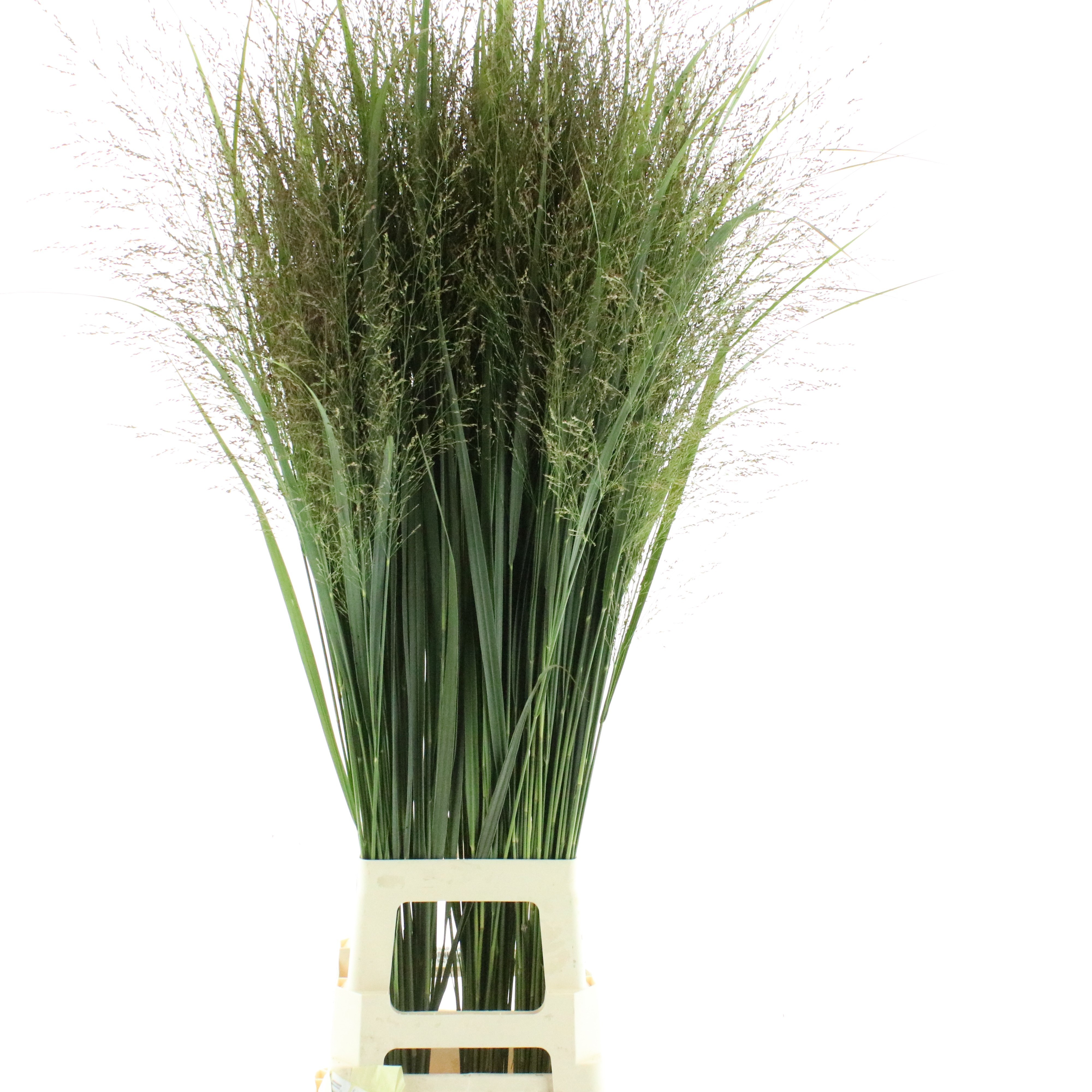 Panicum Squaw 120cm