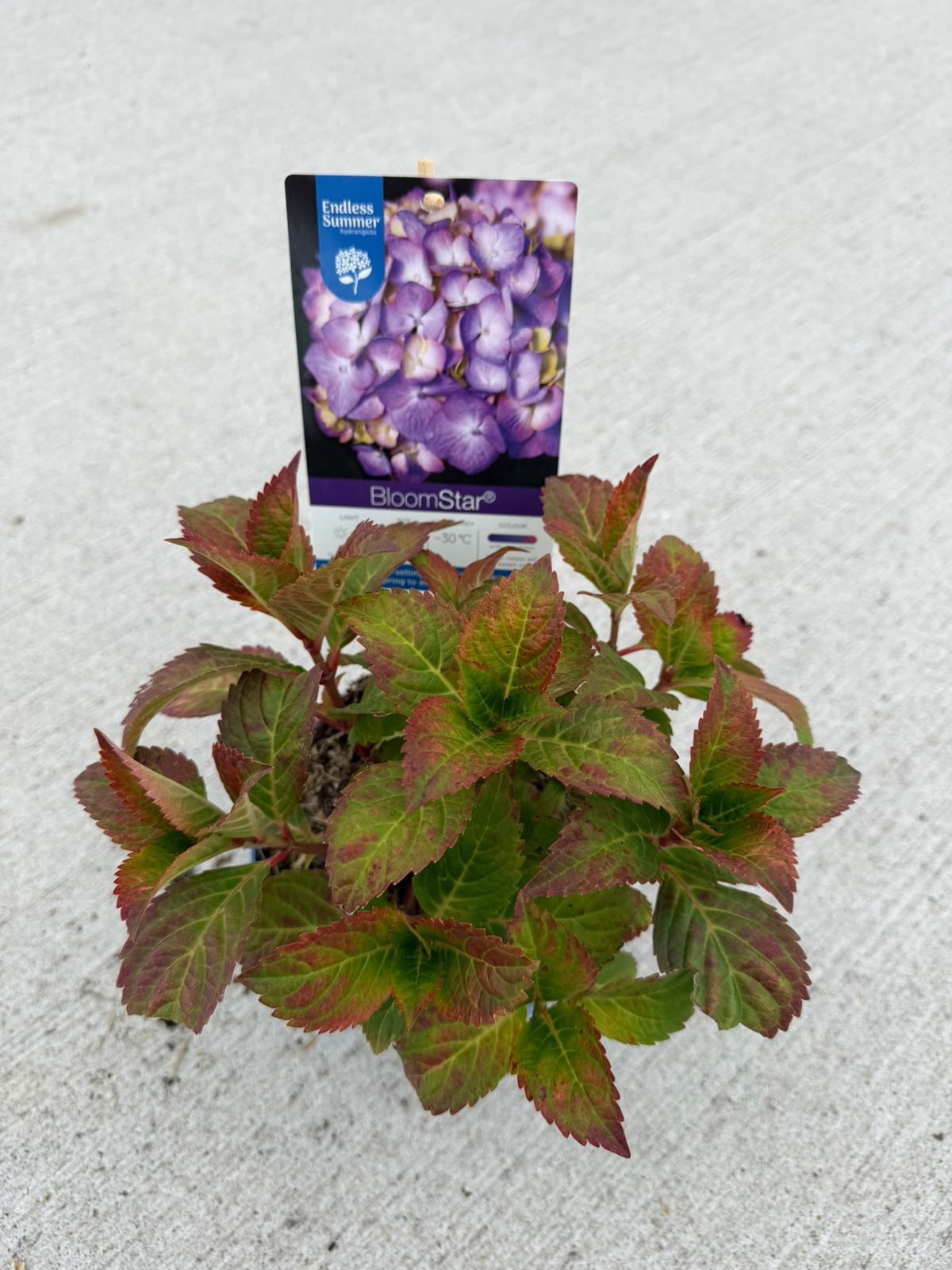 Hydrangea macrophylla Endless Summer Bloomstar Blue