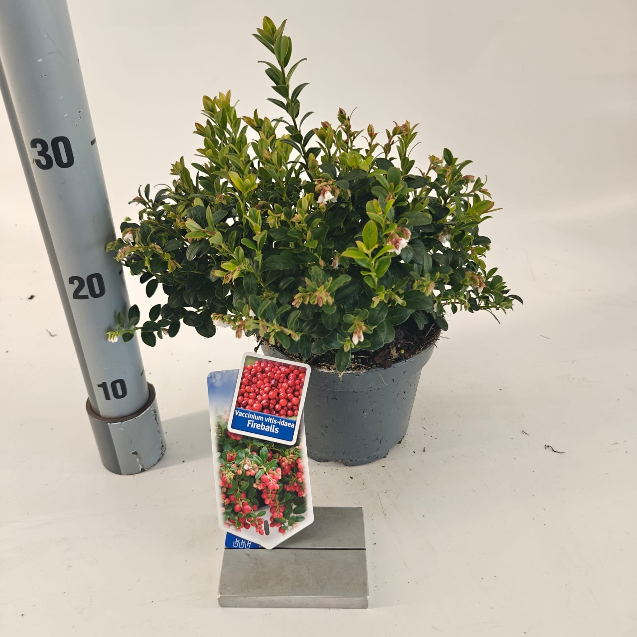 Picture of Vaccinium vitis-idaea Fireballs ('Lirome'PBR)