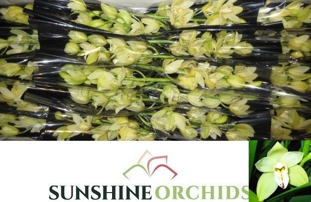 Cymbidium Mini Earlys Paddy 40cm