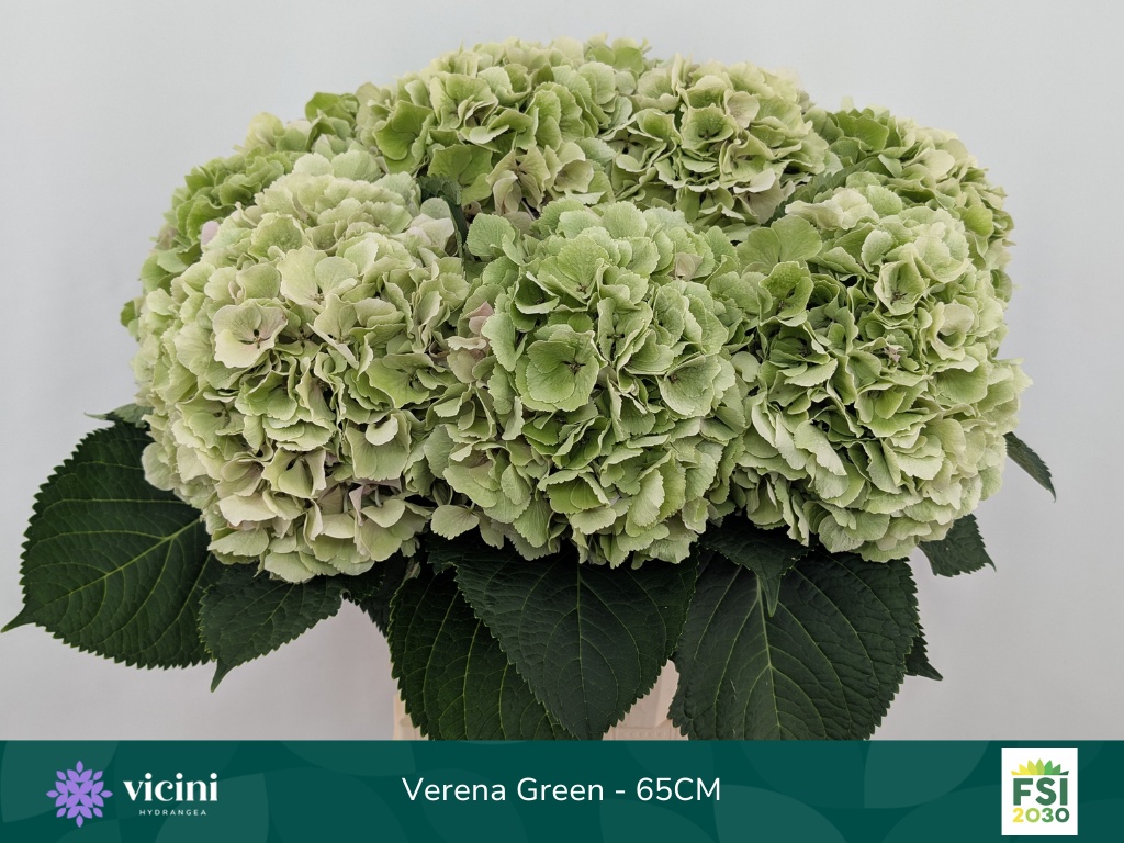 Hydr M Verena Cl