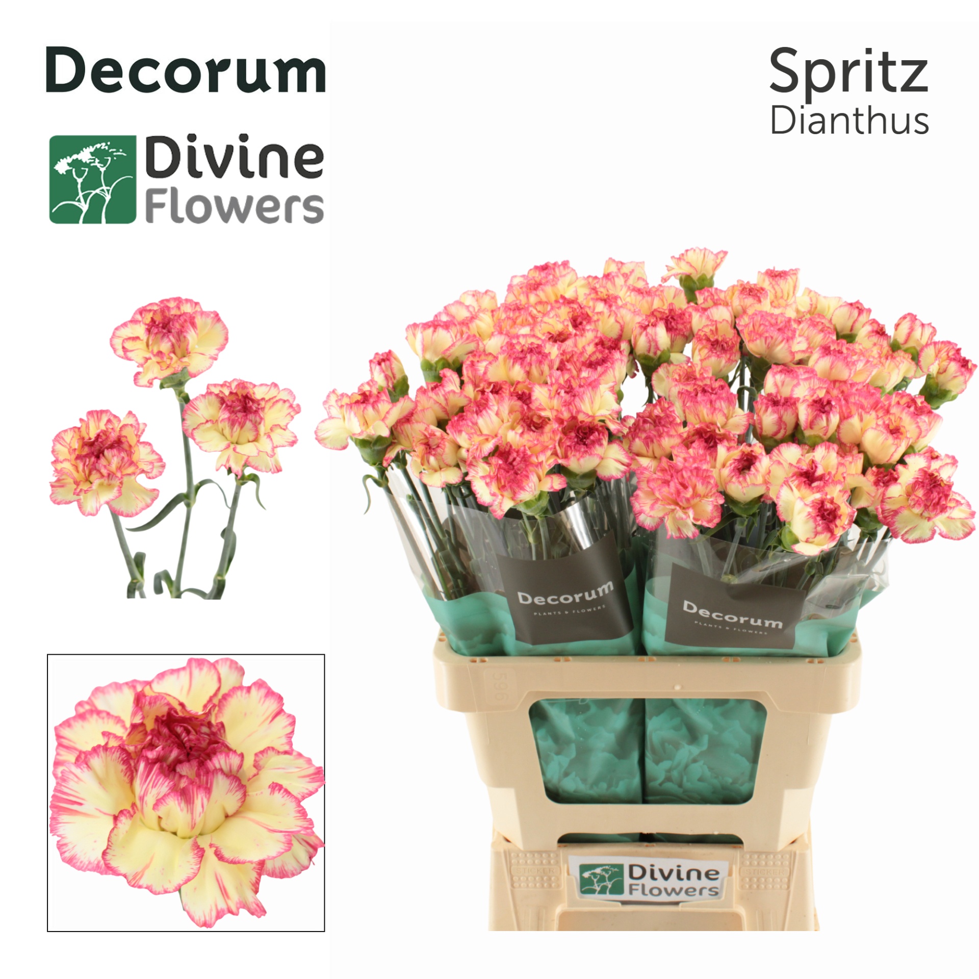 Dianthus St Spritz 60cm