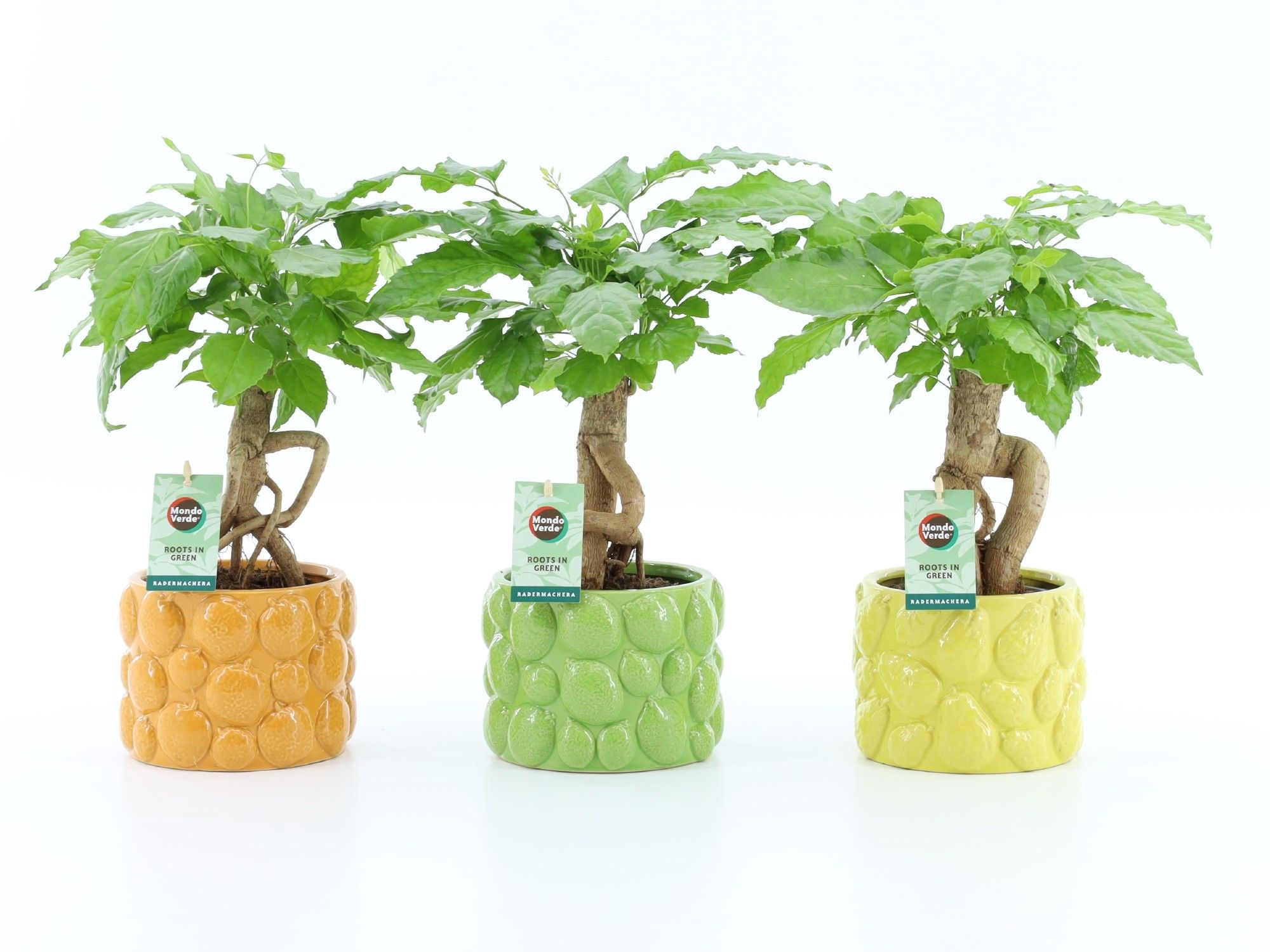 Radermachera sinica Bonsai in La Dolce Frutta Pot | OZ Planten
