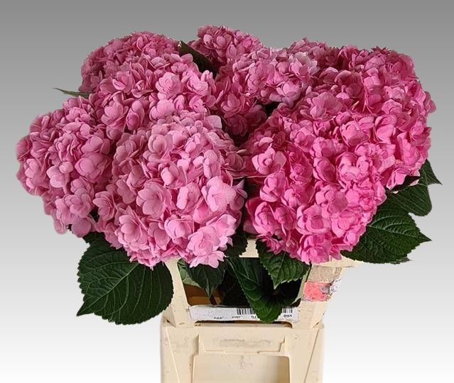 Hydrangea Adora 60cm 18Ø