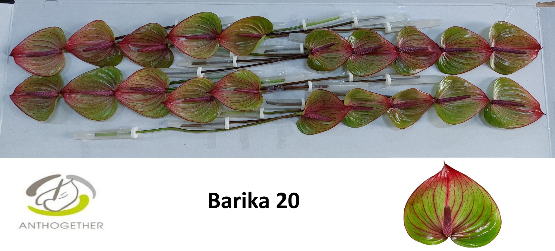 Anth A Barika