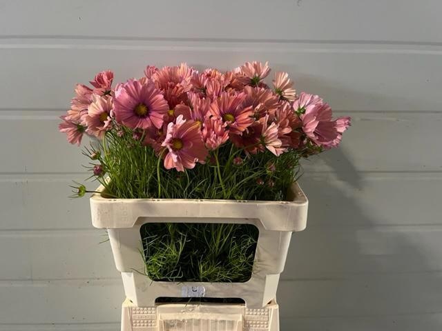 Cosmos Bipinnatus
