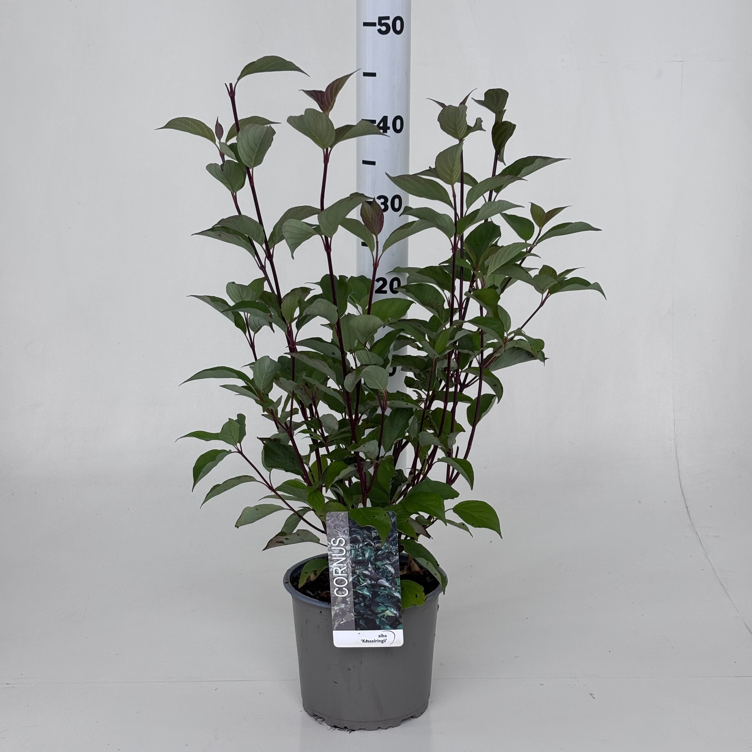 Cornus alba 'Kesselringii' herfstblad