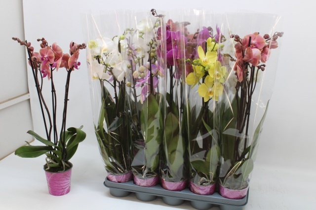 Phal Gem 5 Kl 12Ø 65cm