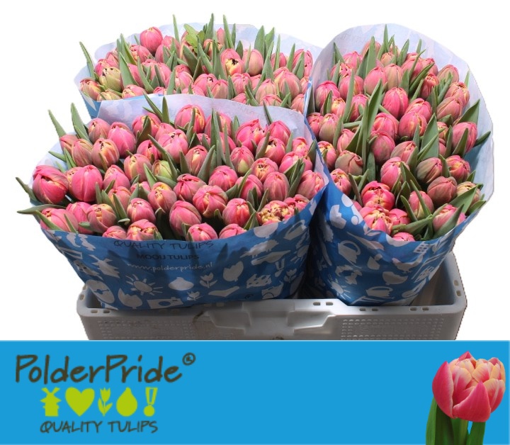 Tulipa Double Columbus 40cm 28gram