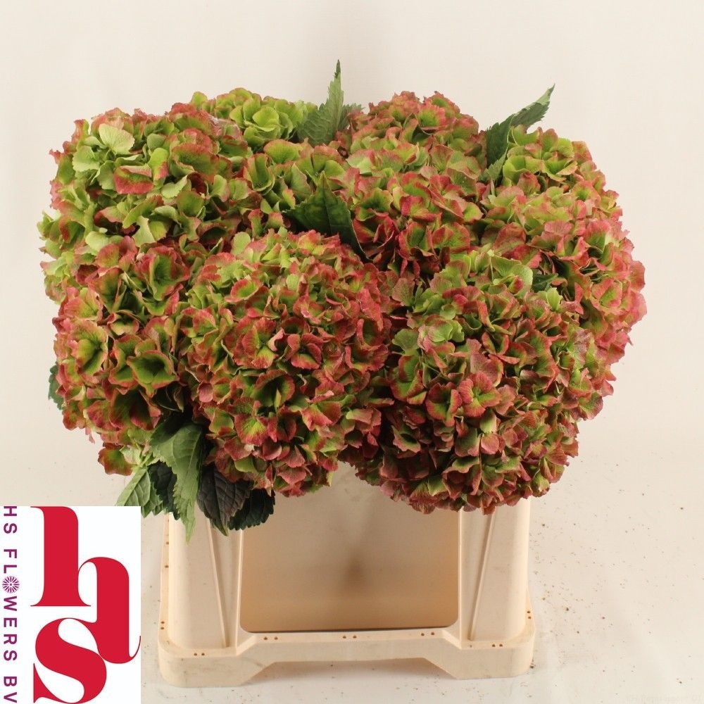 Hydrangea Verena Classic Pink 50cm 18Ø