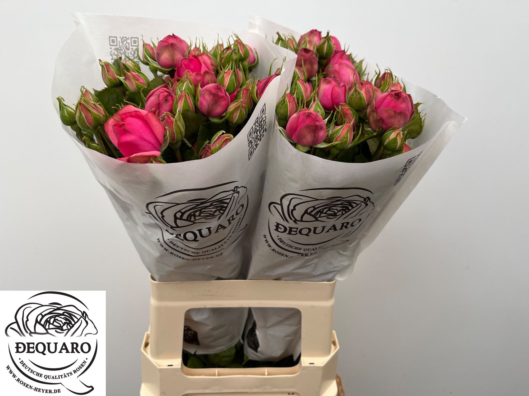 Rosa Spr Pink Piano Freiland 60cm