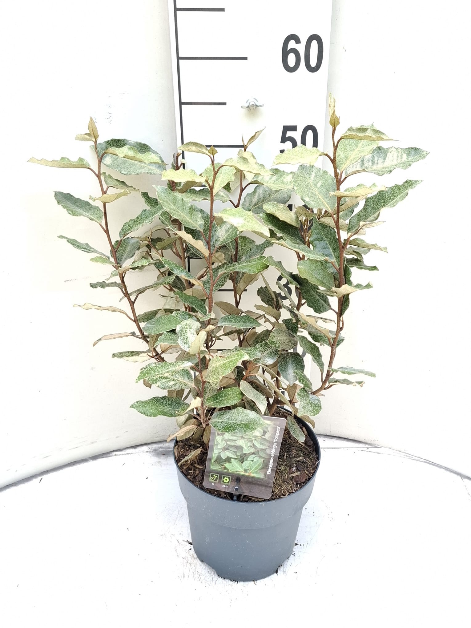 Elaeagnus ebbingei 'Compacta'