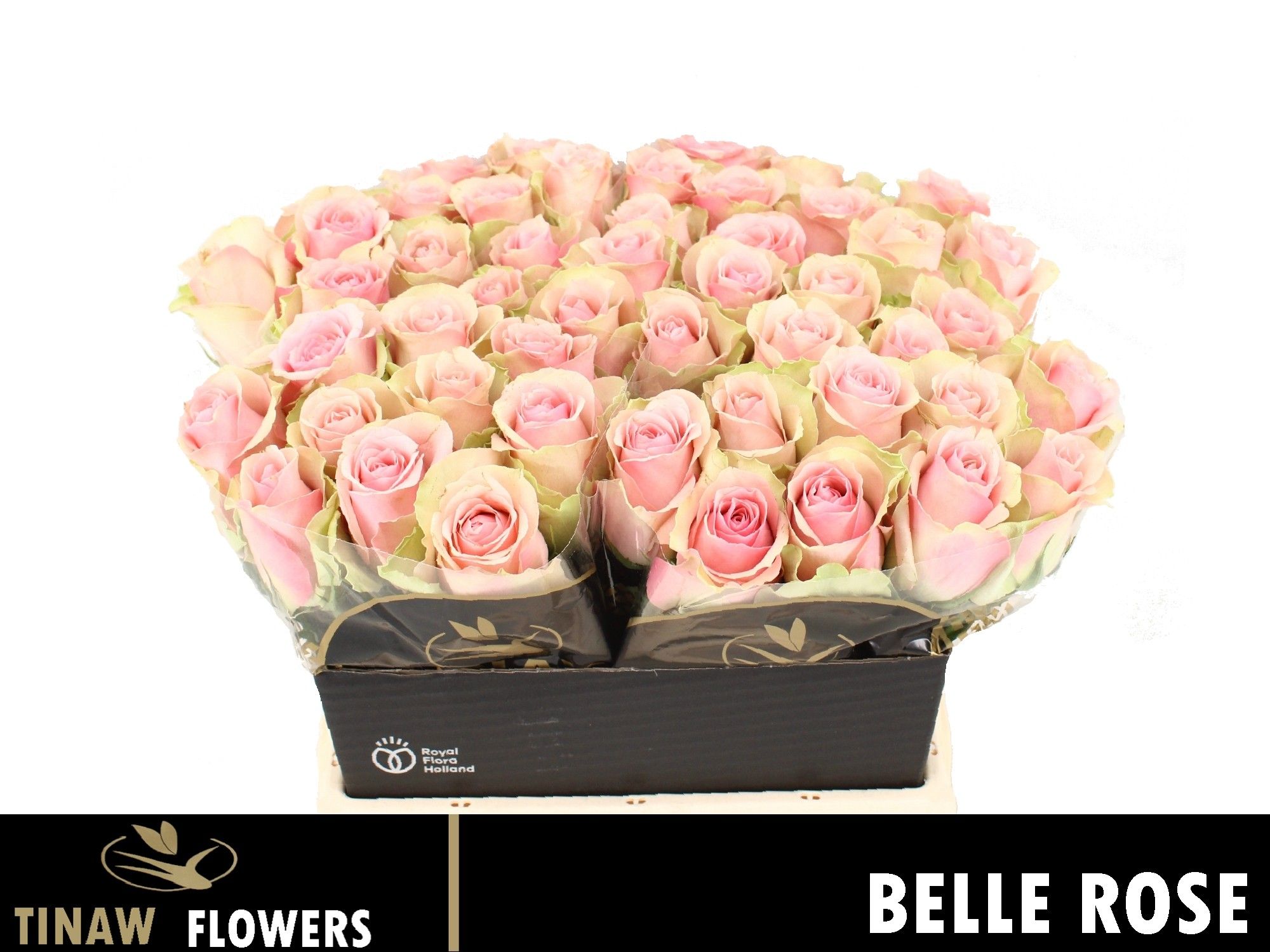 R Gr Belle Rose