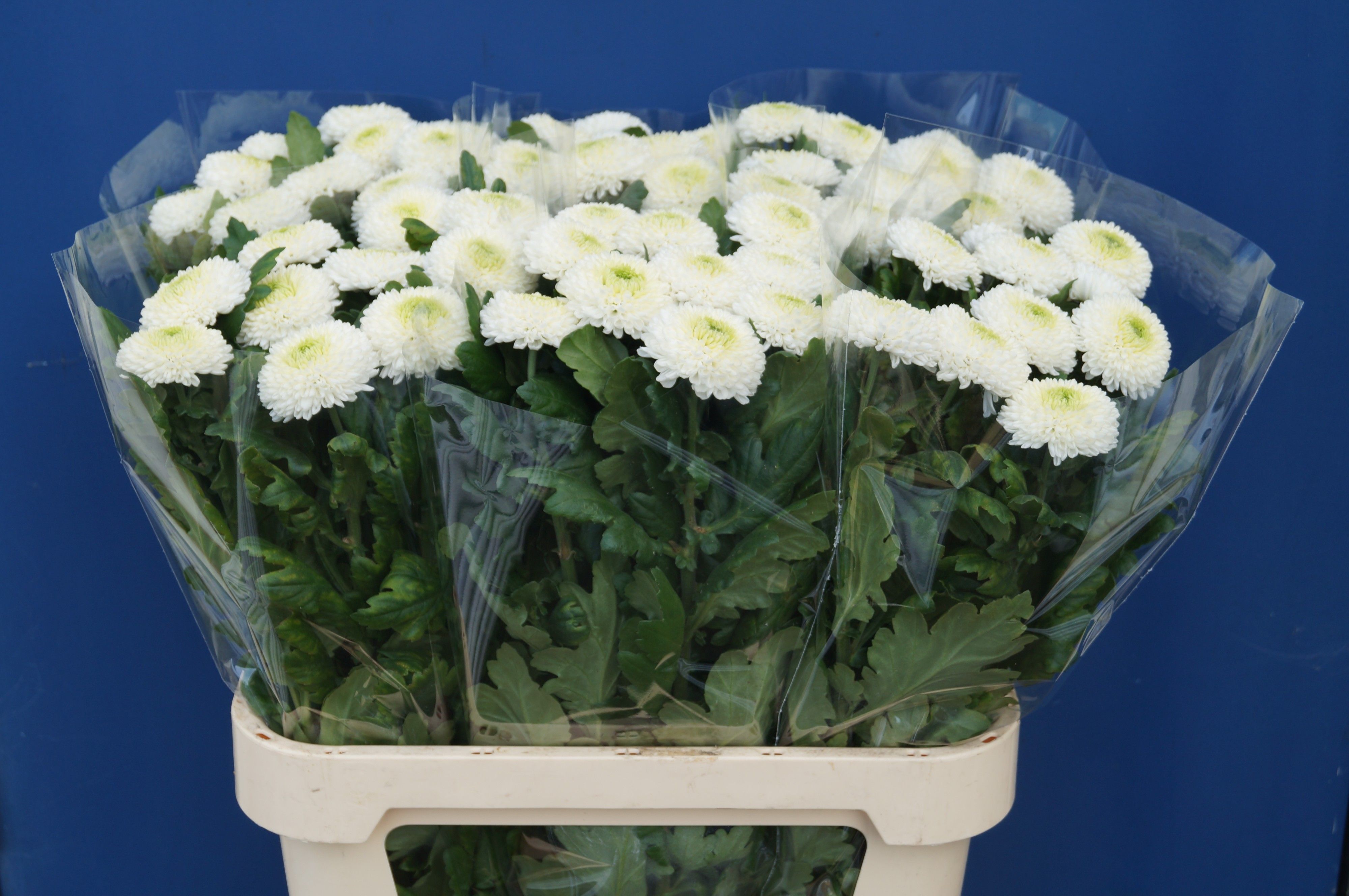 Chrysanthemum Single Ping Pong 80cm 70gram