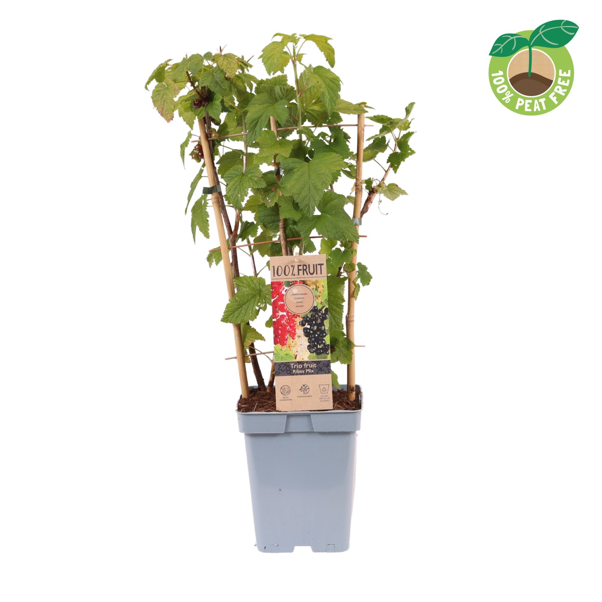 Picture of Ribes Trio Berry P23 (5 Ltr) TRELLIS