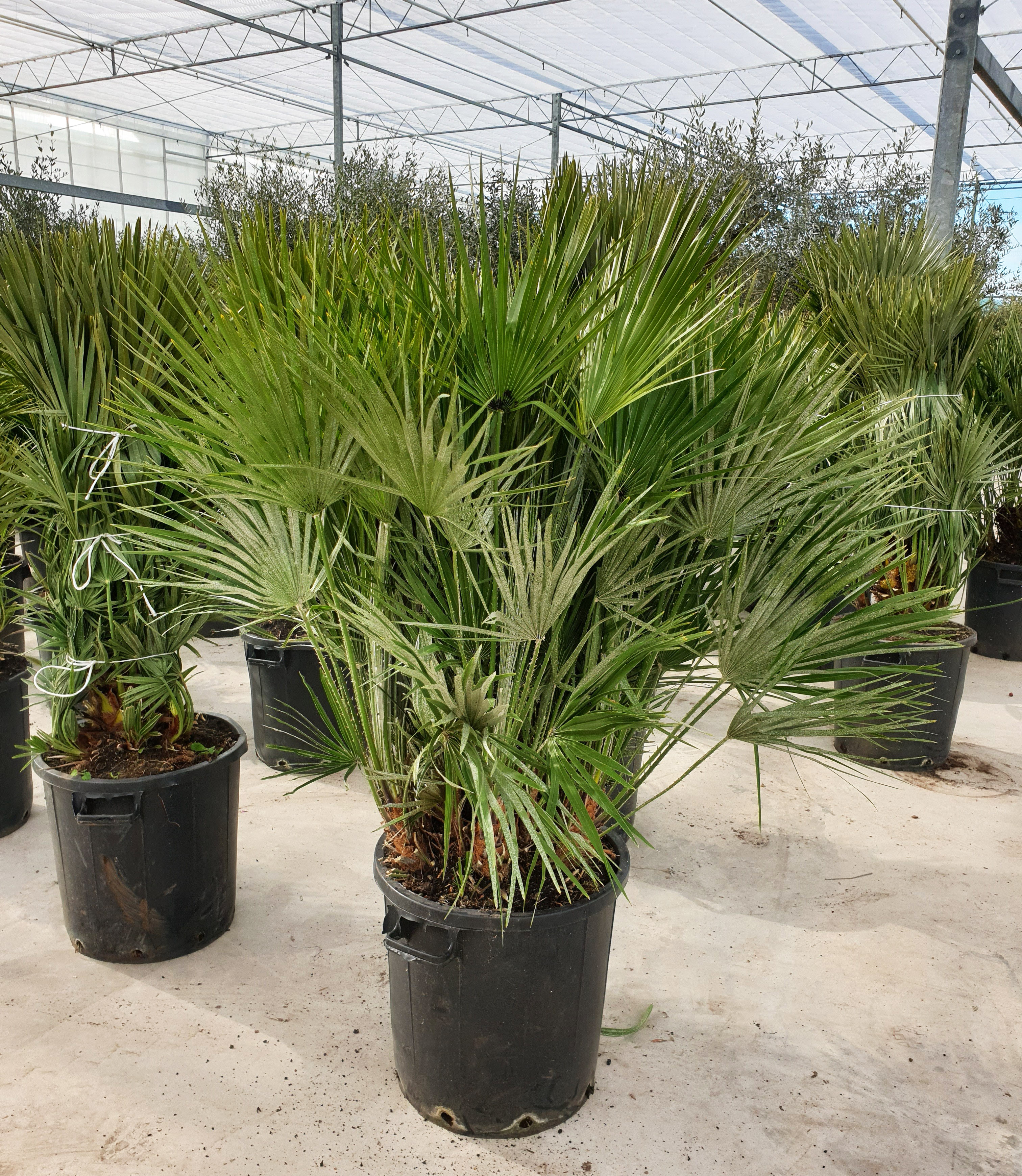 Picture of Chamaerops humilis P50 170cm