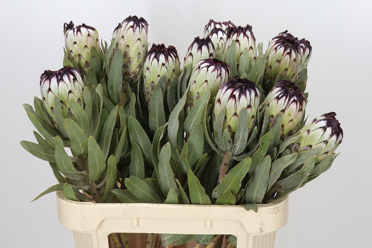 Protea Barb Niobe 80cm