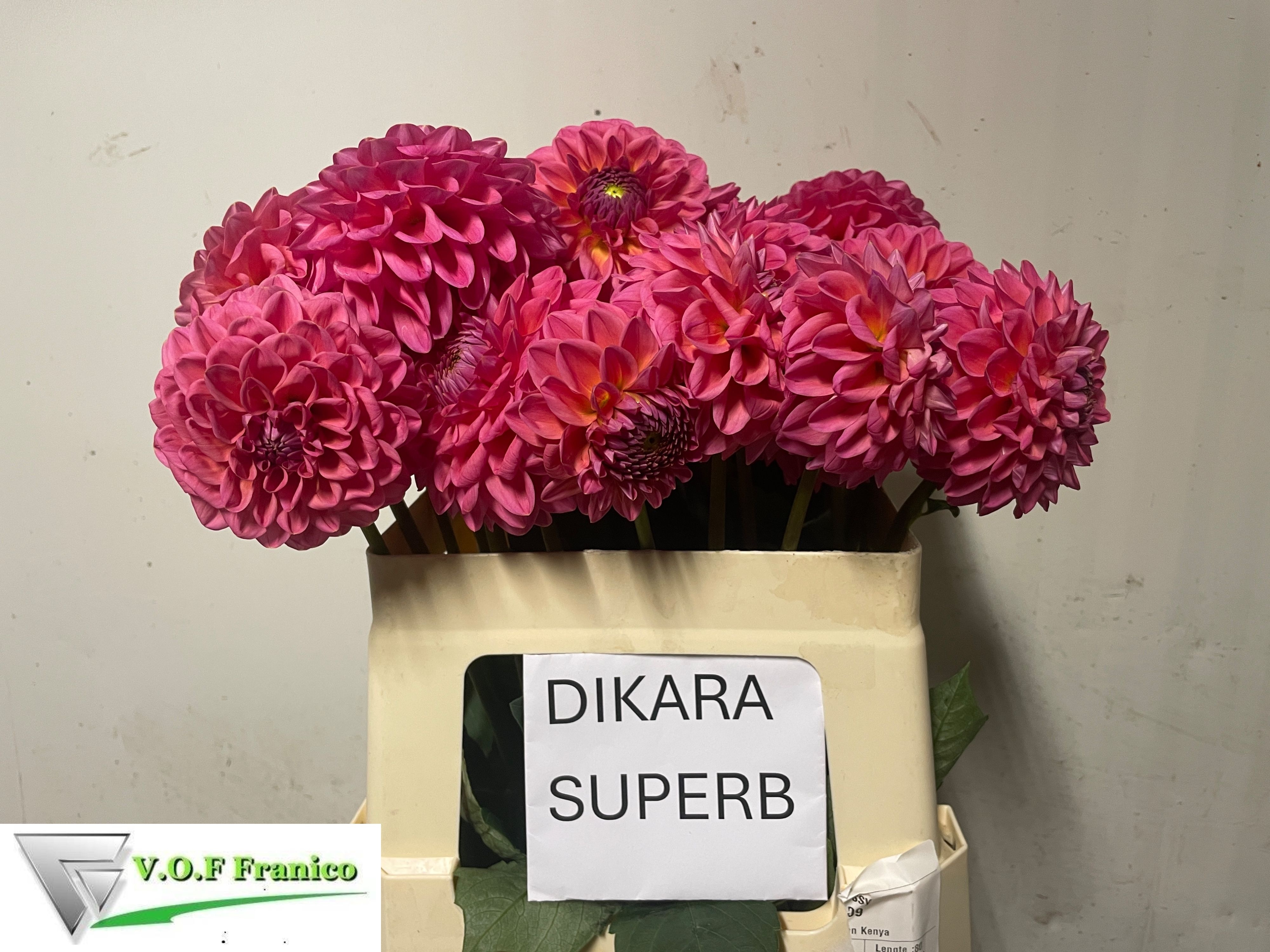 Dahlia 50cm