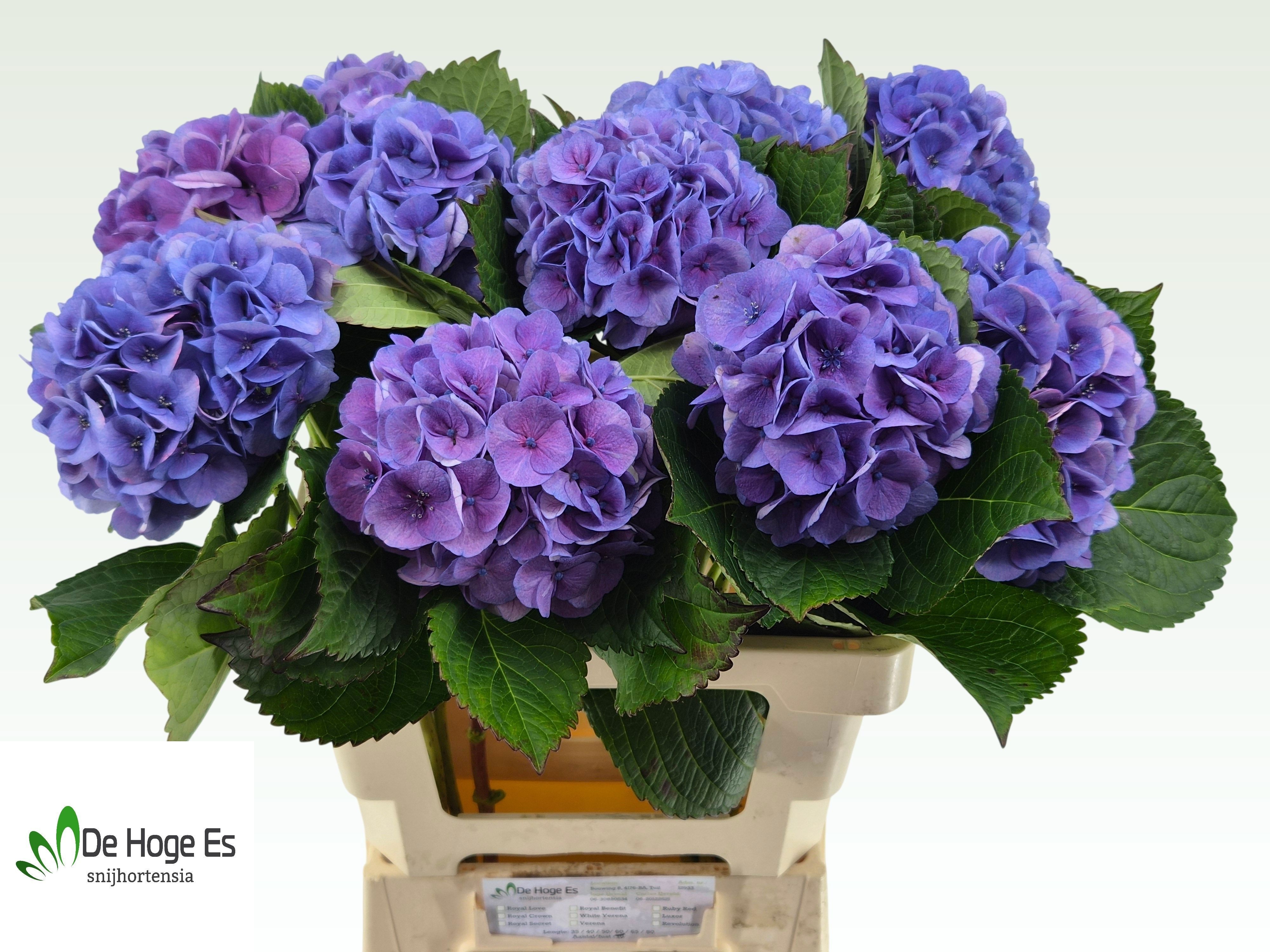 Hydrangea Royal Love B 60cm 16Ø