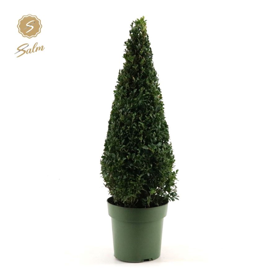 Picture of Buxus semp. Pyramid 55cm P21