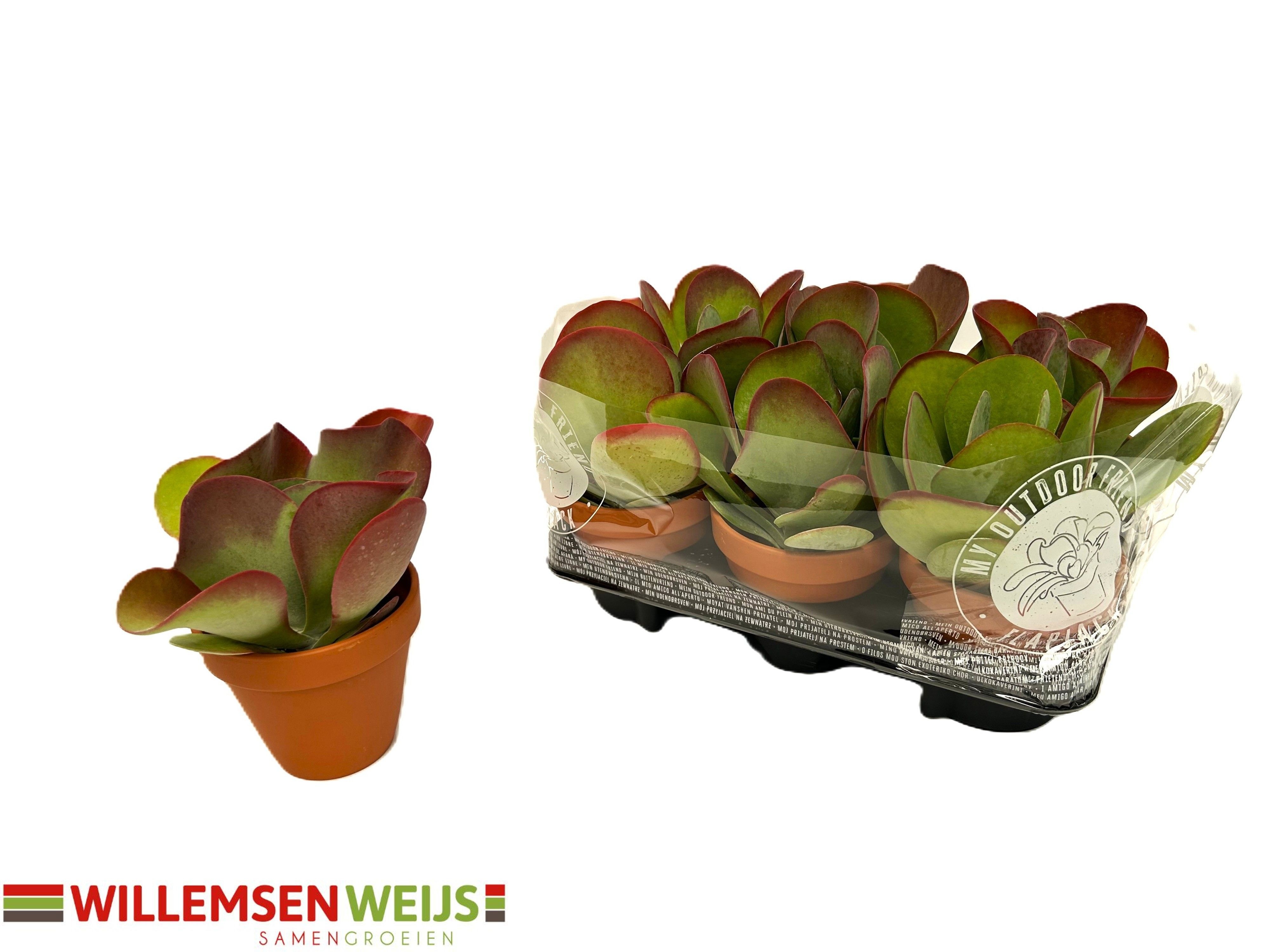 Kalanchoe Thyrsifl 13P 22H
