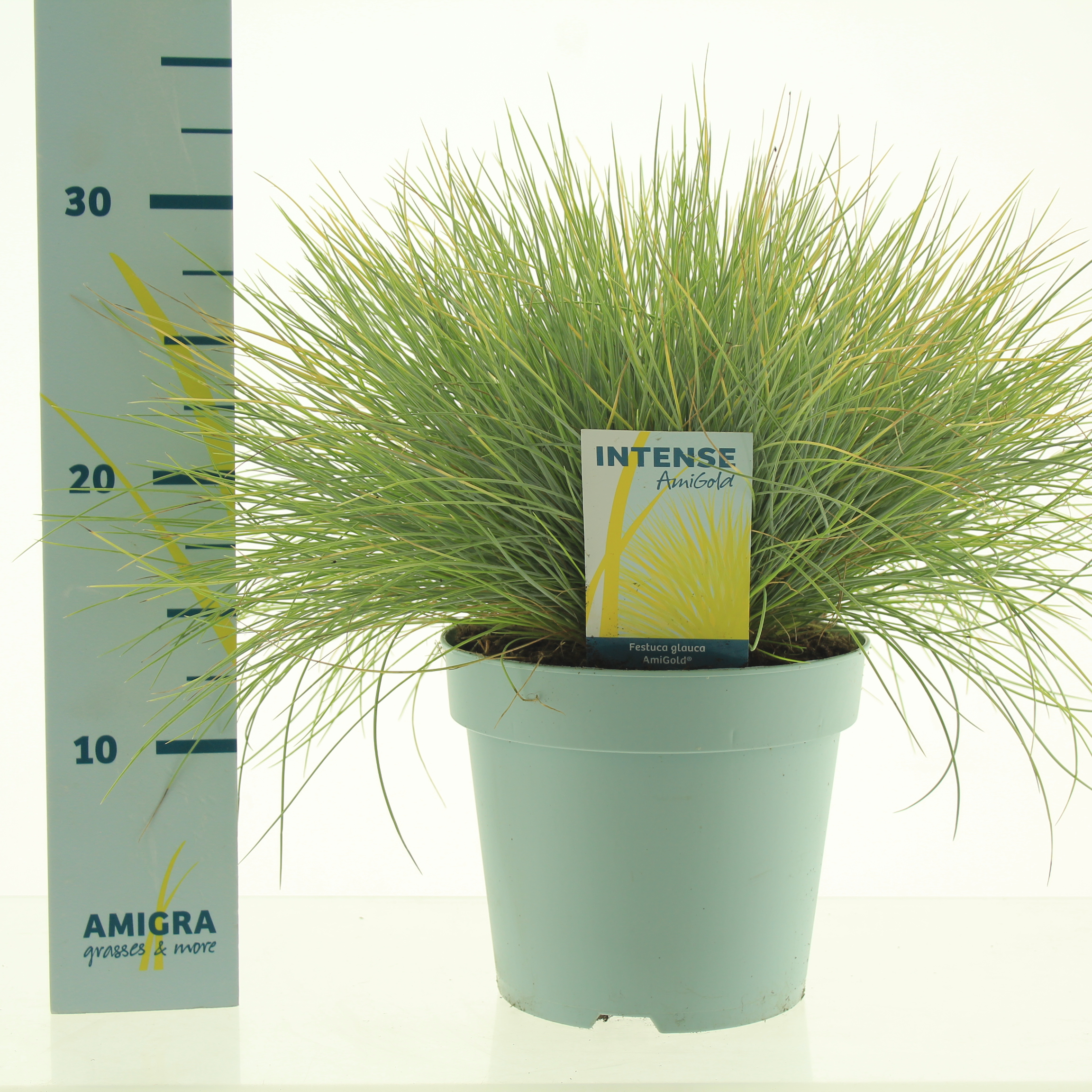 Picture of Festuca glauca AmiGold®