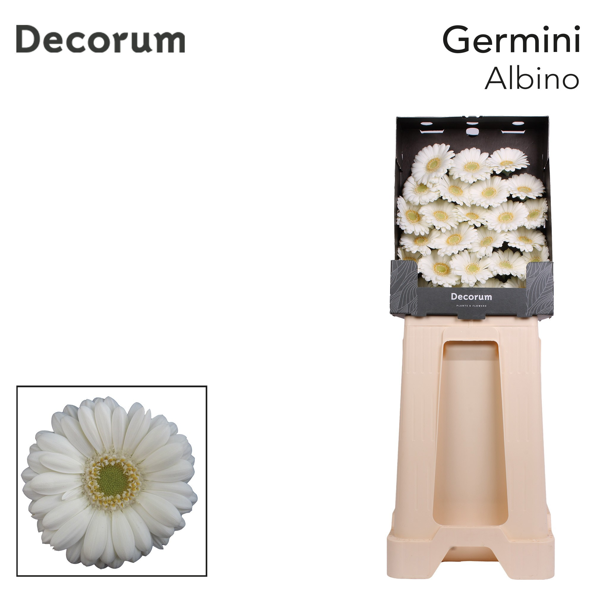 Ge Mi Albino