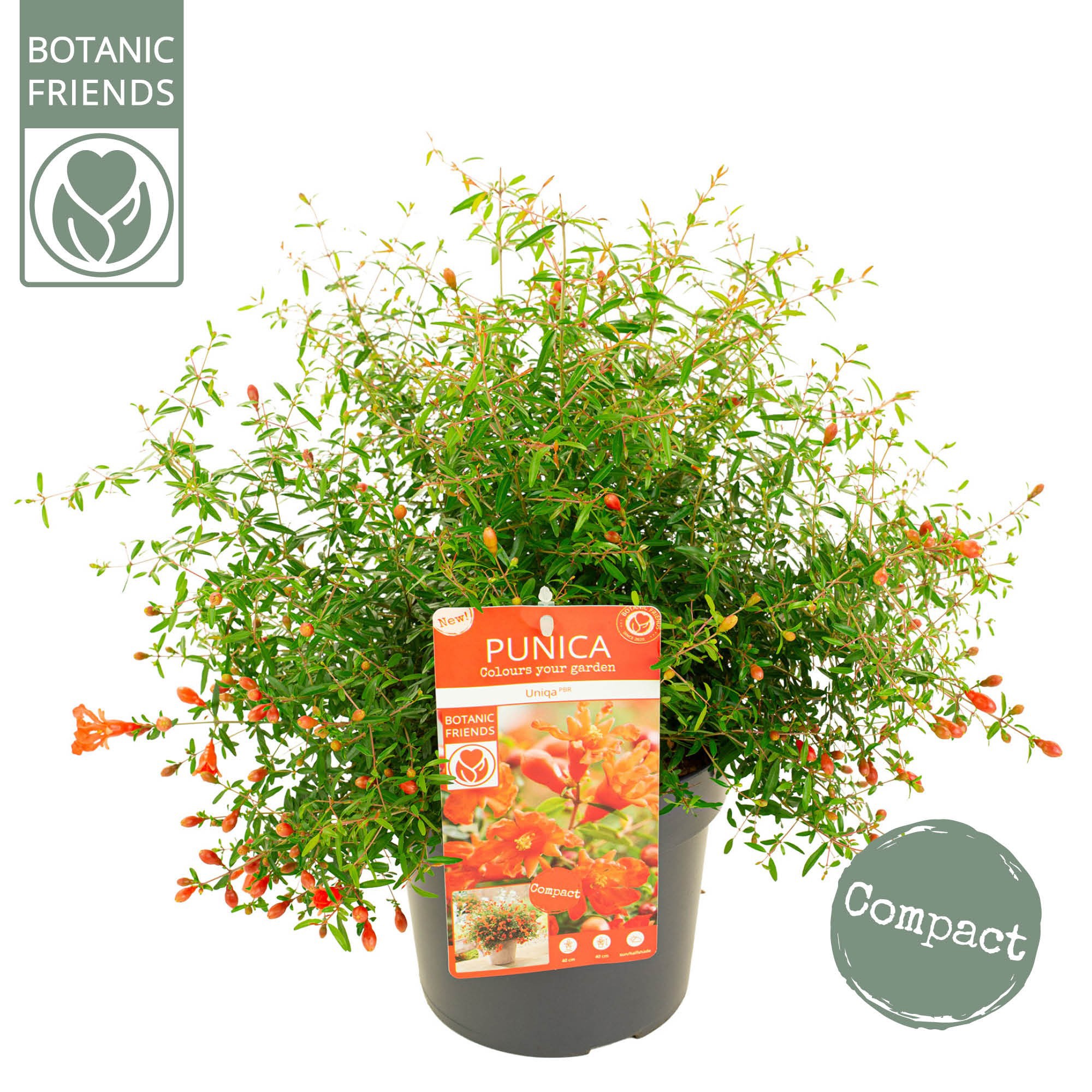 Punica granatum 'Uniqa'