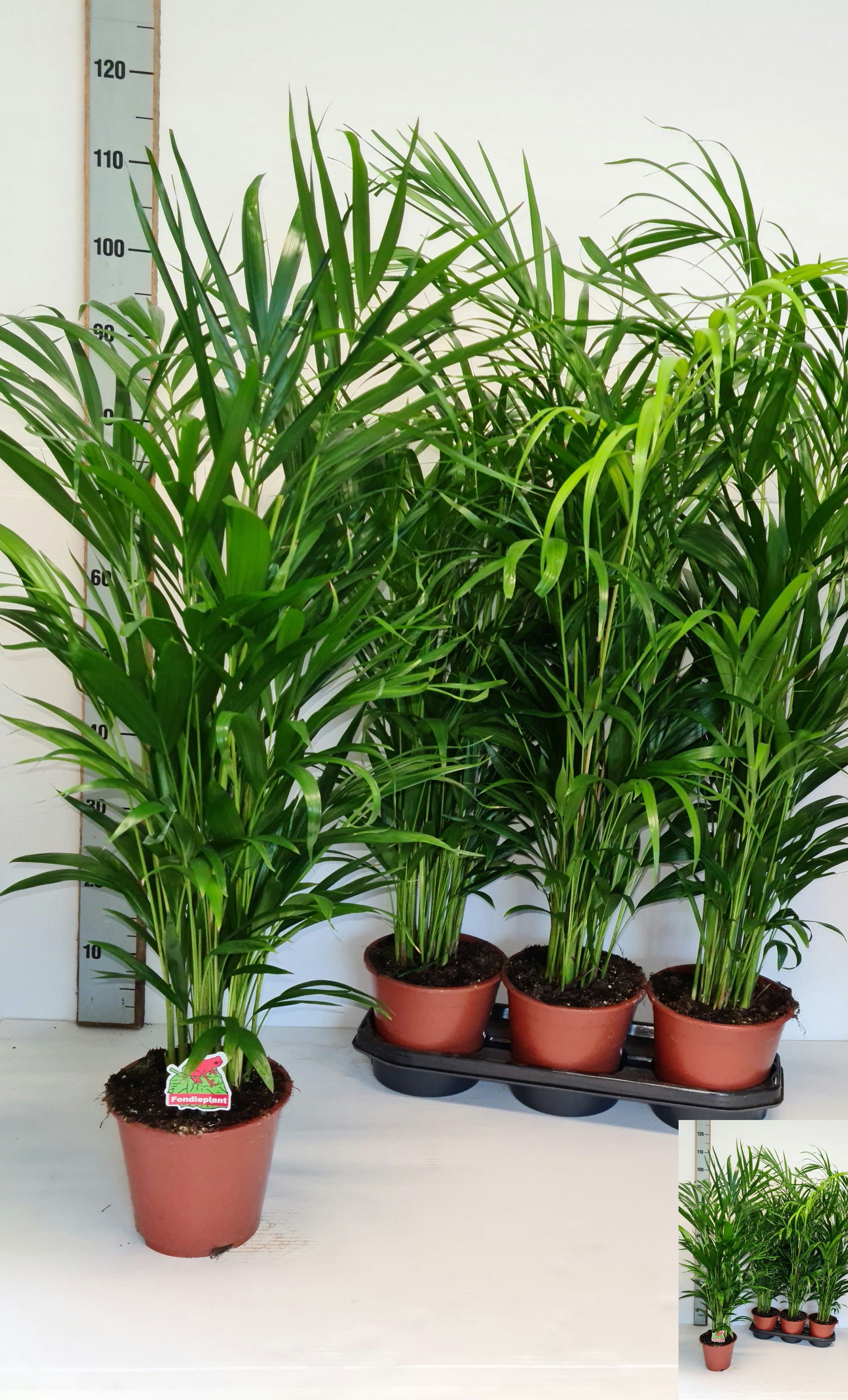 Dypsis Lutescens 19P 110H 25stek