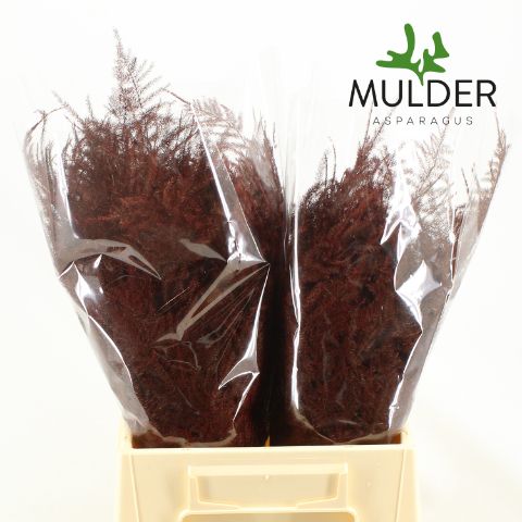 Asp S Klb H% 1e Veren Bordeaux