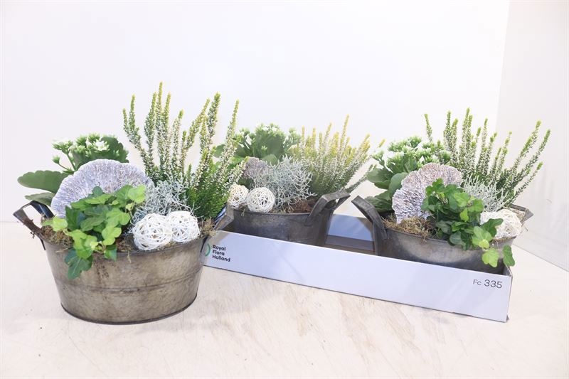Arr Tuinplanten 25P 28cm