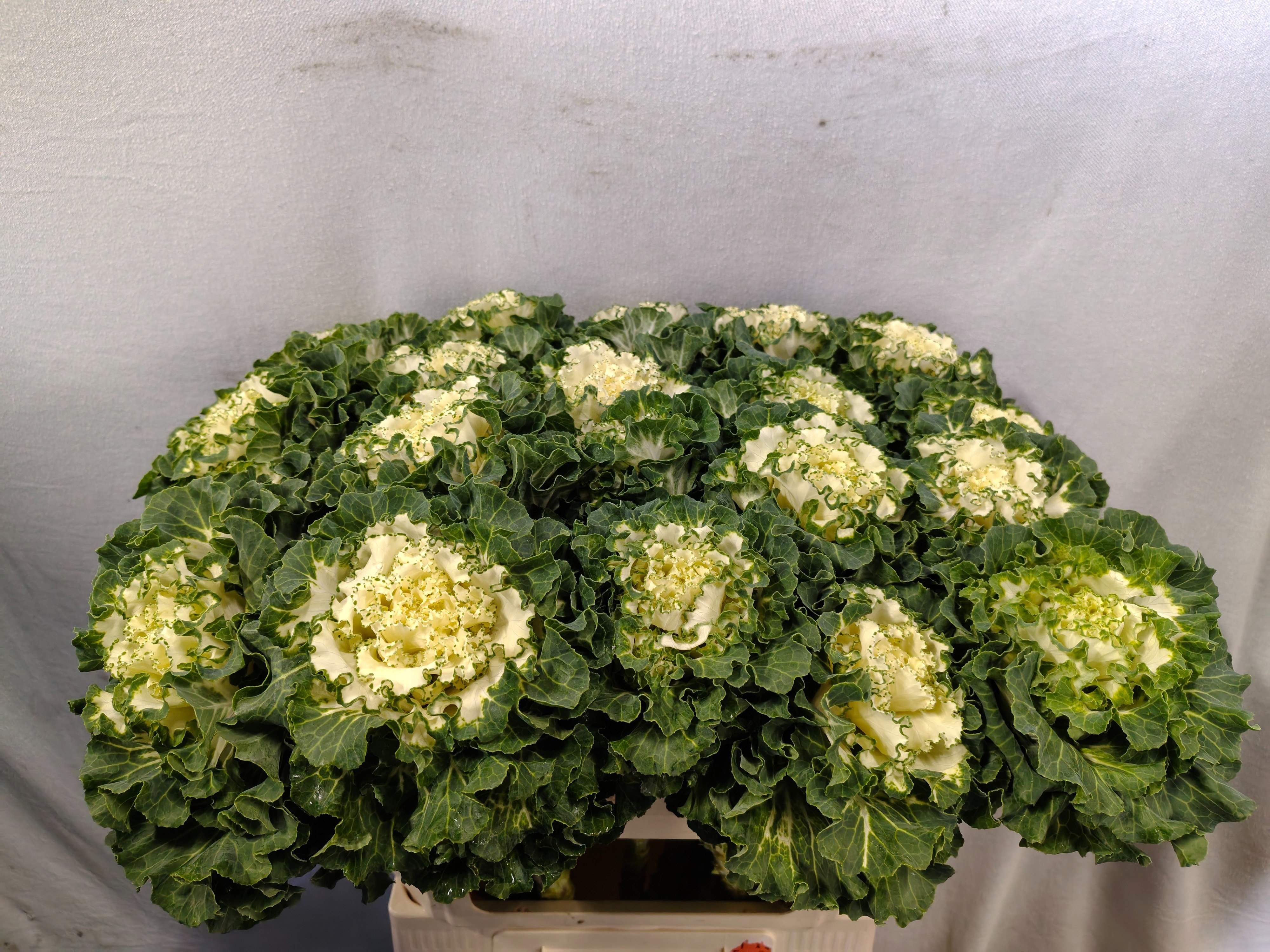 Brassica Crane Ruffle White 70cm