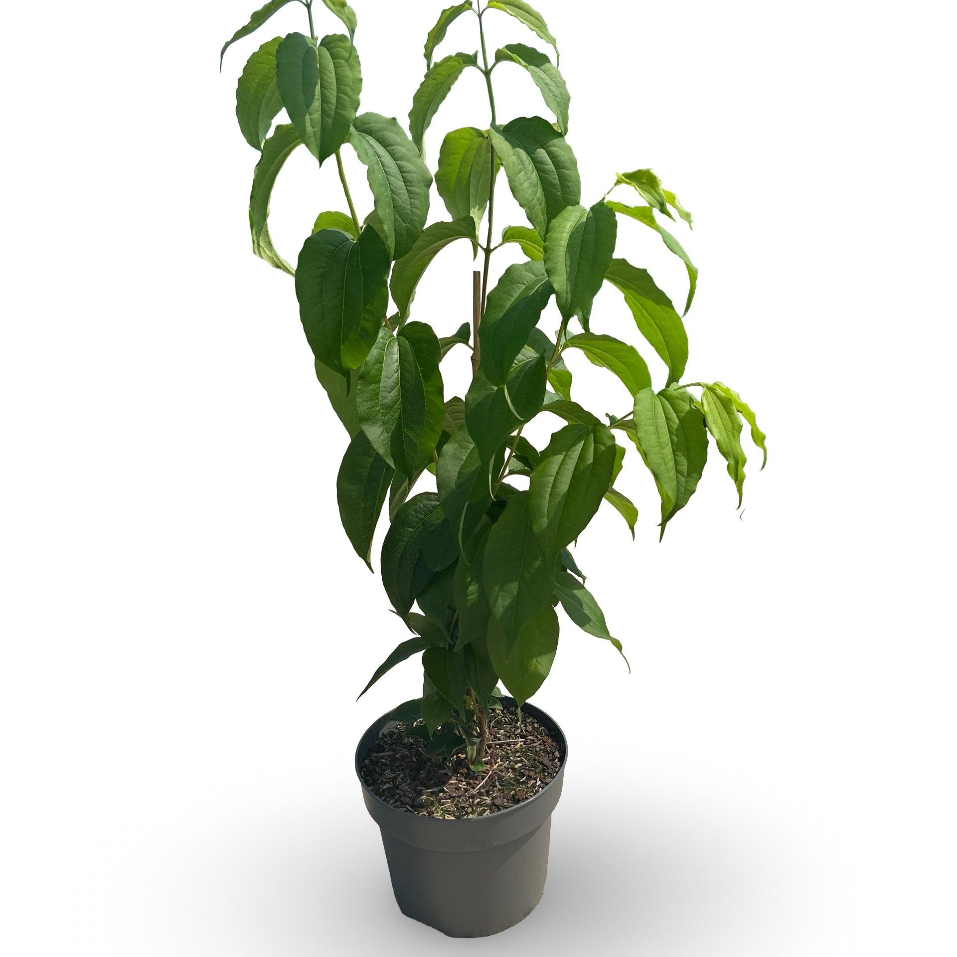 Heptacodium miconioides