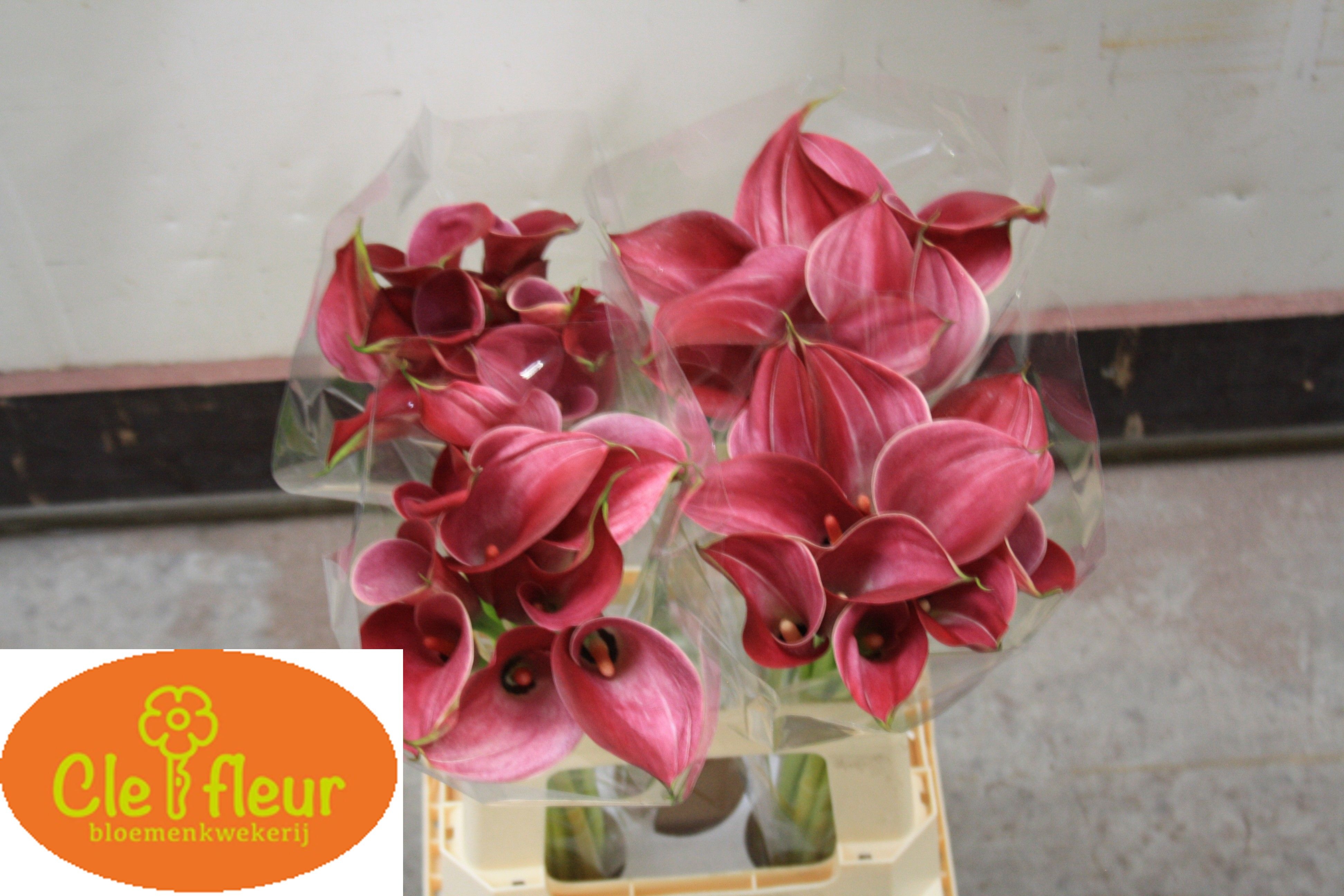 Calla Claudia 60cm